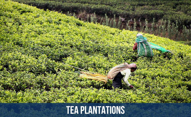 Tea Plantations